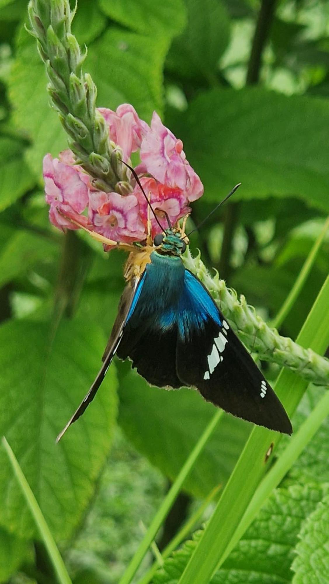 Sámara Villasjungle 1 מראה חיצוני תמונה